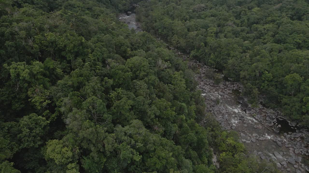 exuberante follaje verde de árboles que crecen en la selva tropical a lo largo del río mossman - mossman gorge en el condado de douglas, queensland, australia