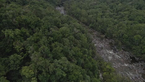 Lush-Green-Foliage-Of-Trees-Growing-At-Tropical-Rainforest-Along-Mossman-River---Mossman-Gorge-In-Shire-of-Douglas,-Queensland,-Australia