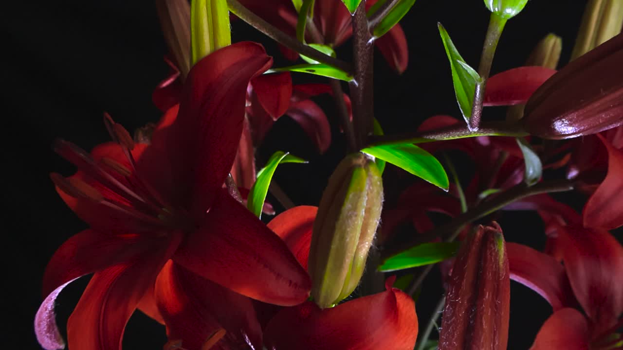 Close up of flowers, red lily blossoms. Illuminated velvety petals, green leaves and pollen dusted stamens against deep black backdrop. Slow glide upward along backlit flower stalk reveal closed buds