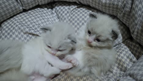 una camada de gatitos de muñecas de trapo