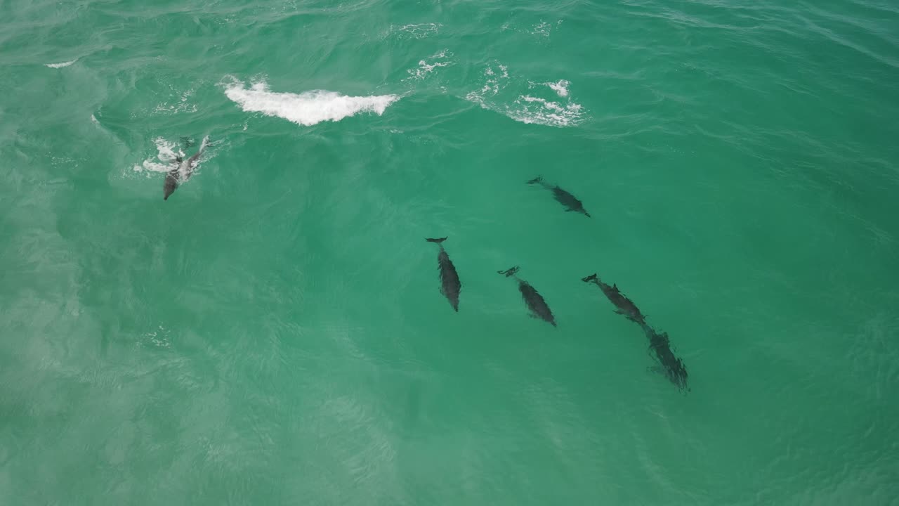 imágenes aéreas de drones de una pequeña manada de delfines, incluida una madre y un delfín bebé en albany, australia occidental, pt4