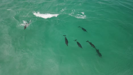 aerial drone footage of a small pod of dolphins including a mother and baby dolphin in albany western australia pt4