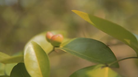 out-of-focus shot of small flower buds ready to open with green leaves surrounding