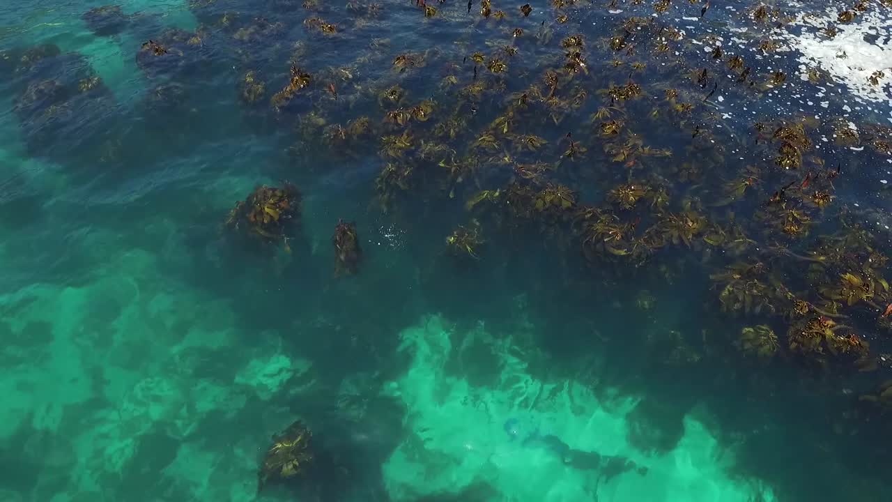 buceo en las aguas de la costa oeste de sudáfrica