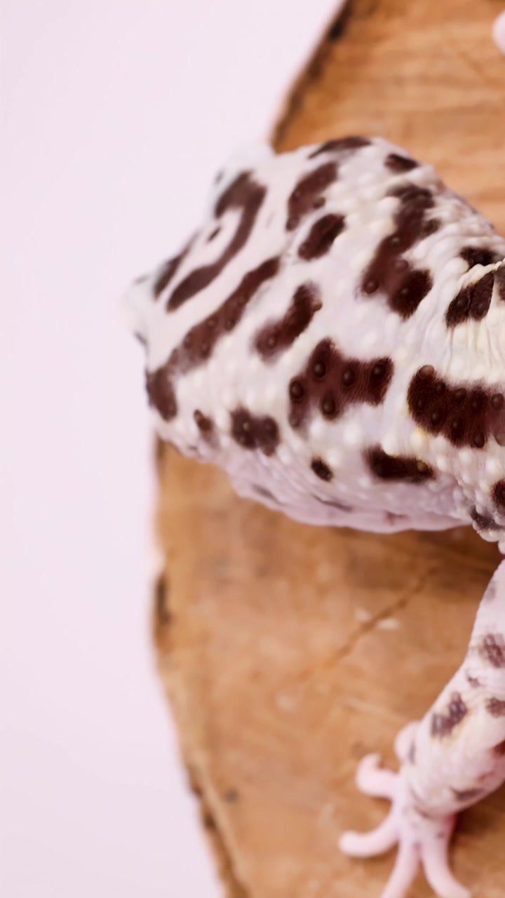 A spotted leopard gecko crawls slowly across a wooden surface against a white background