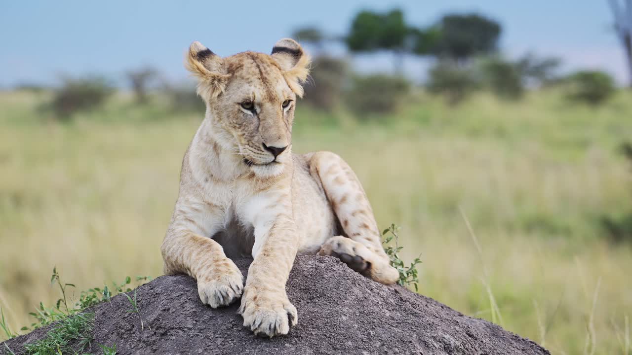 slow motion van leeuwin in masai mara, kenia, leeuw in afrika op masai mara afrikaanse wildlife safari, close-up opname van leeuwen die liggen te rusten op de top van een termietenheuvel en rondkijken