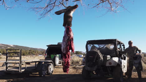 a-hunter-packs-up-his-hunting-gear-in-his-car-against-deboning,-field-dressing,-gralloching-and-flaying-deer-in-foreground-Flying