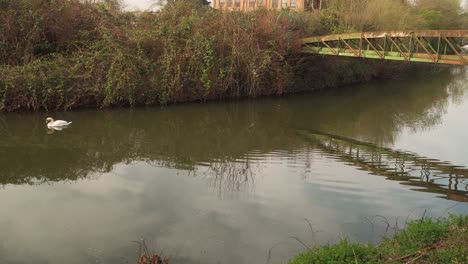 4k-Gran-Cisne-Nadando-Bajo-Un-Puente-De-Metal-En-El-Tono-Del-Río-Taunton-Somerset