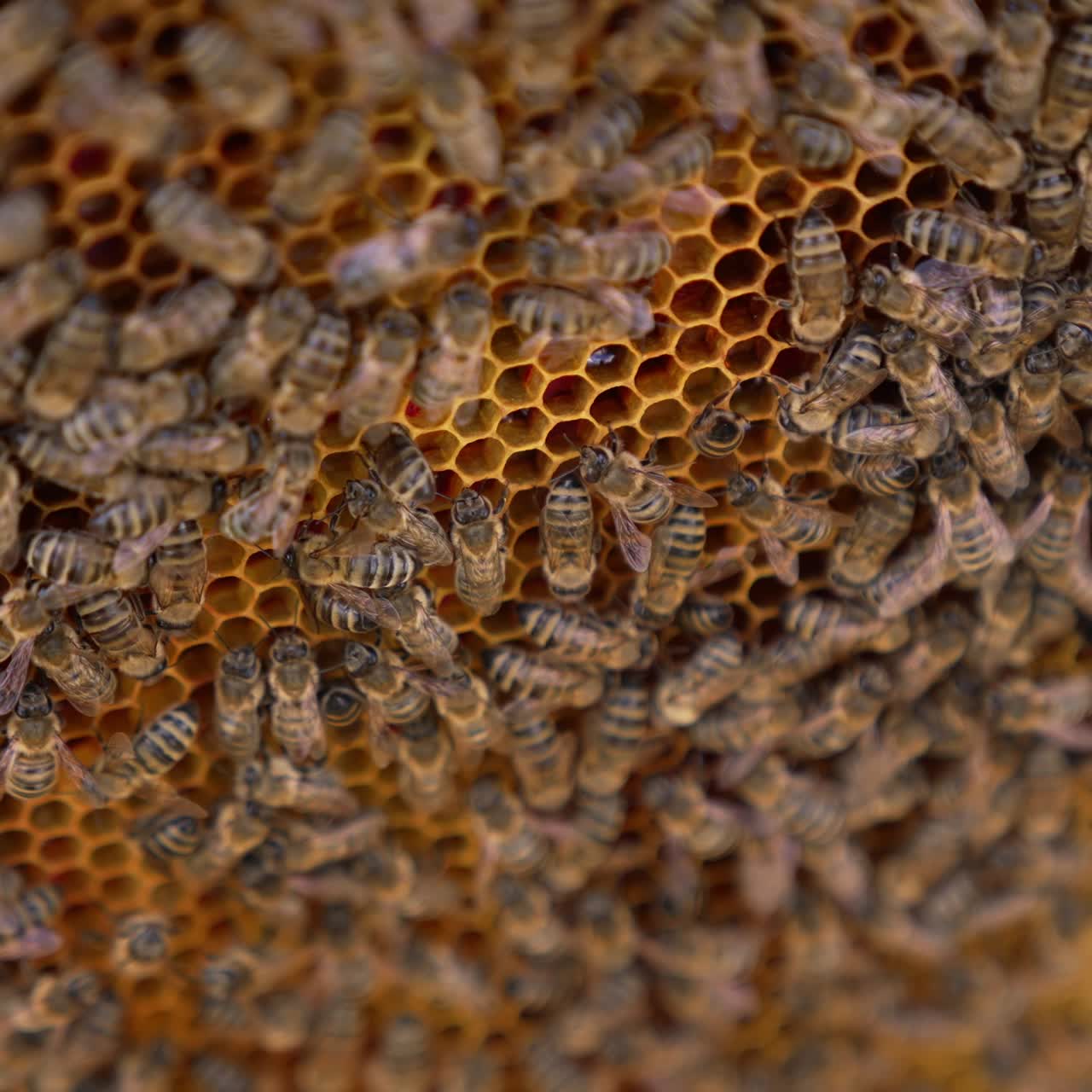 Honey bees working on a honeycomb. Background of a bee frame with bees crawling and producing organic honey. Close-up