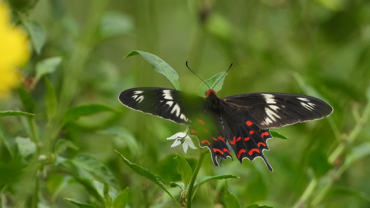 Bellissime ali di farfalla. Foglie