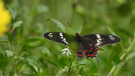hermosas alas de mariposa. hojas