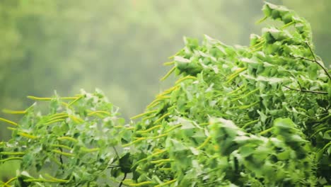 viento que sopla la hoja del árbol