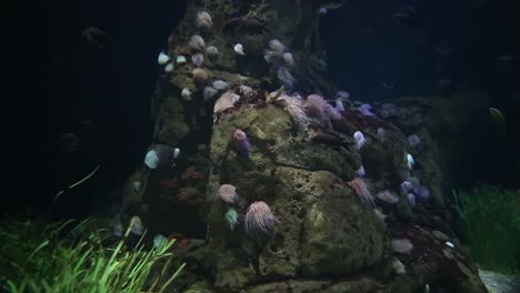 acuario de valencia 49