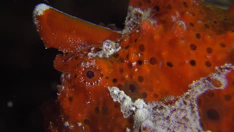 red painted frogfish close up at night, profile of eye and mouth