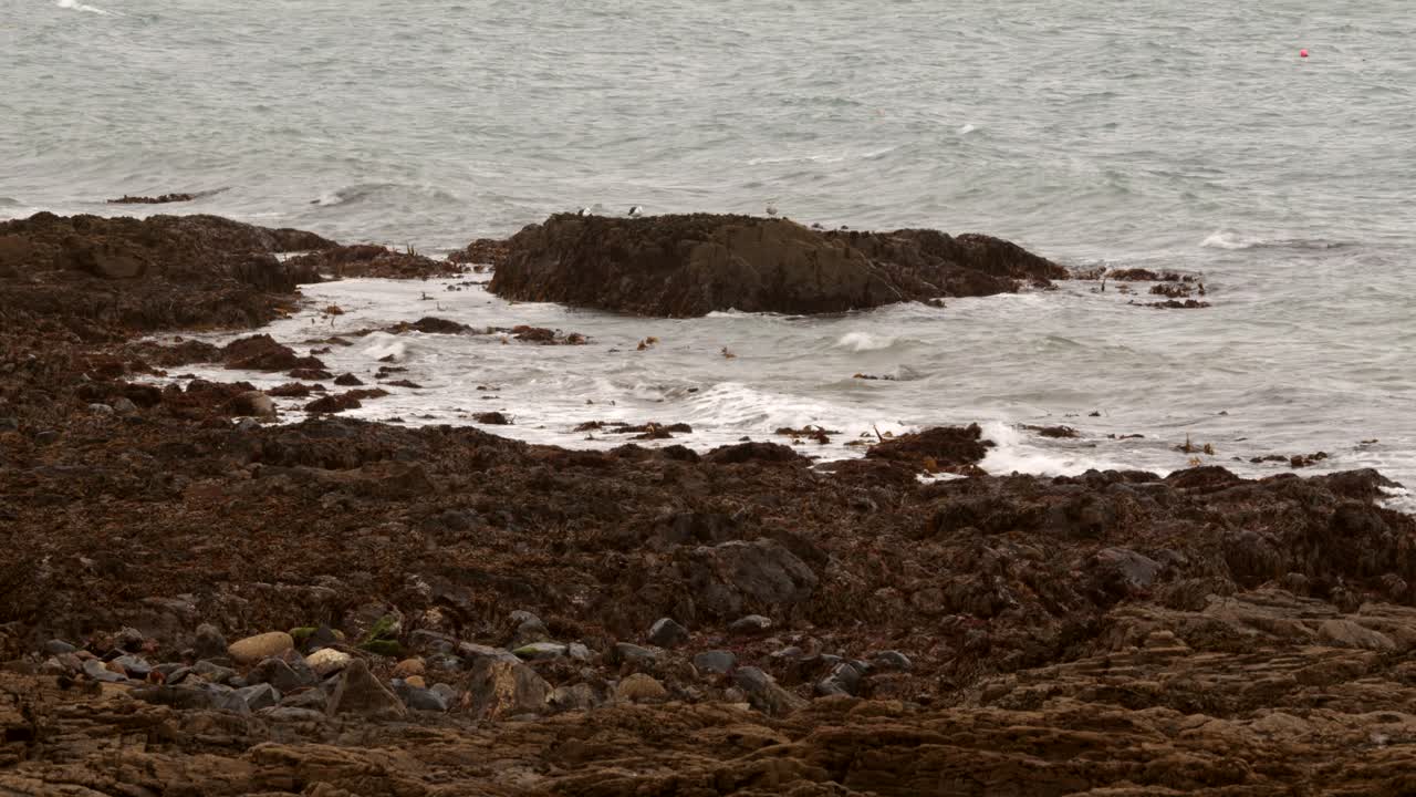 disparo de rocas y algas en la marea baja en mousehole cornwall
