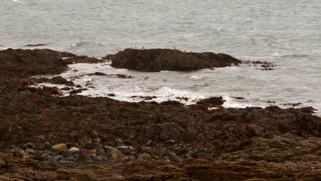 shot of rocks and seaweed at low tide at mousehole cornwall