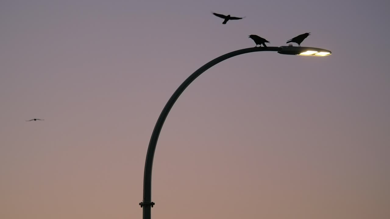 새들이 날아다니며 저녁에 거리 조명 기둥에 앉아 슬로모 정적