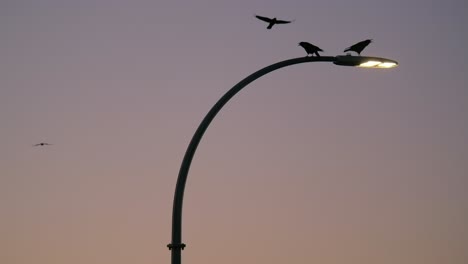 Vögel-Fliegen-Und-Sitzen-In-Der-Abenddämmerung-Auf-Einem-Straßenlaternenmast