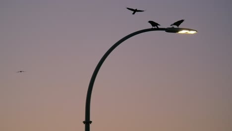 pájaros volando y posados en un poste de luz de la calle al anochecer slomo estático