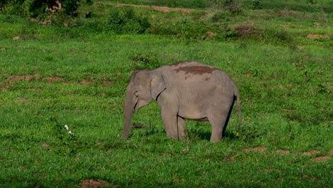 Die-Asiatischen-Elefanten-Sind-Vom-Aussterben-Bedroht-Und-Sie-Sind-Auch-In-Thailand-Beheimatet