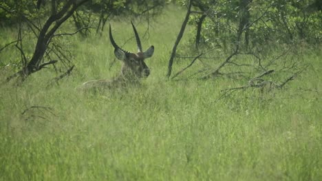 Waterbuck-laying-in-tall-grass