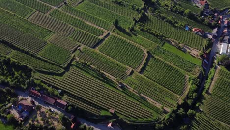 Vista-Aérea-De-Un-Asombroso-Campo-Verde-Con-árboles,-Pocas-Casas-Y-Caminos