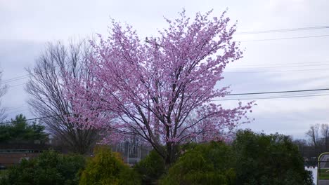 cherry blossom tree in japan