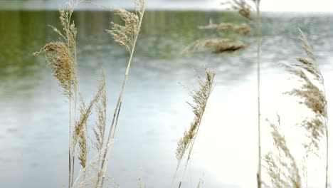 rain drops fall on lake's surface and form circles. grass floating in wind.