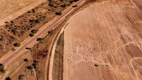 crop circle being sowed by laborers next to road for easy transport, aerial