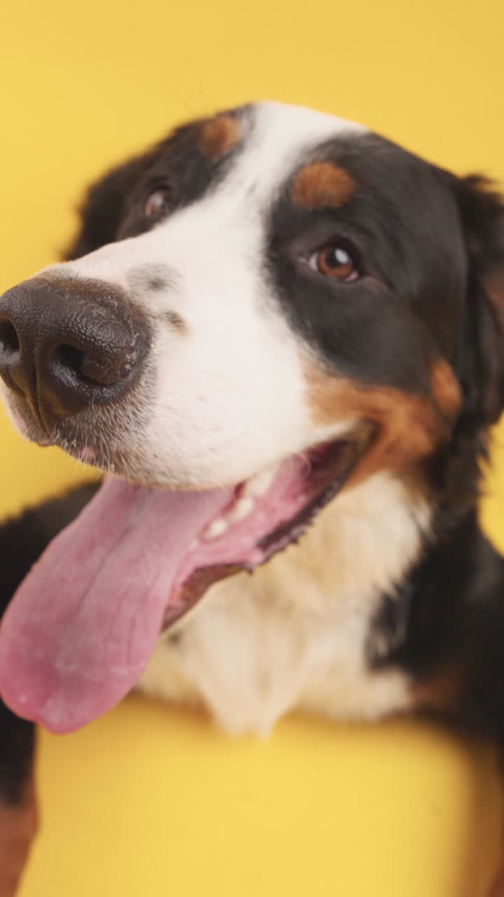 Close-up of a Bernese Mountain Dog
