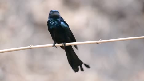 Der-Haarhauben-Drongo-Oder-Ist-In-Asien-Ein-Vogel-Aus-Der-Familie-Der-Dicruridae,-Der-Mit-Dicrurus-Bracteatus-Oder-Spangled-Drongo-Konspezifisch-War,-Bei-Dem-Es-Schwierig-Sein-Kann,-Ihn-Voneinander-Zu-Unterscheiden