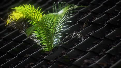 moss and fern on old roof