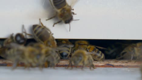 Wild-bee-coming-home-on-apiary-after-working-on-blooming-flowers,close-up-real-time