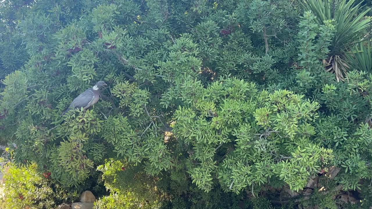 paloma descansando sobre densas ramas verdes bajo la luz del sol en la playa de Mallorca, España