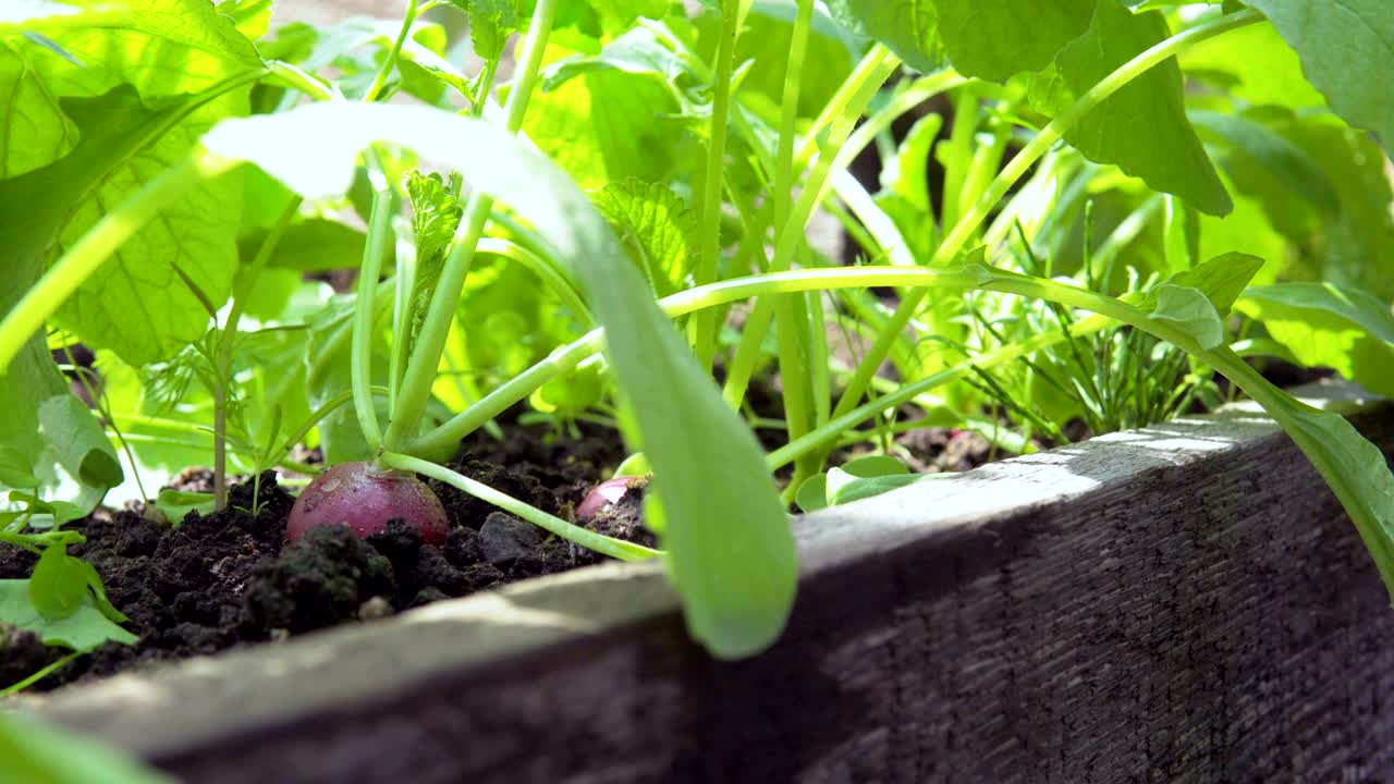 온실에서 라디쉬.