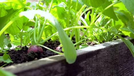radish in a greenhouse.