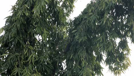Waldbäume-Silhouette-Und-Grüne-Frühlingssommerblätter