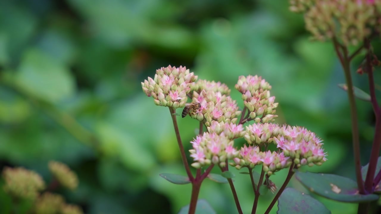 Lebah madu di atas bunga milkweed ungu