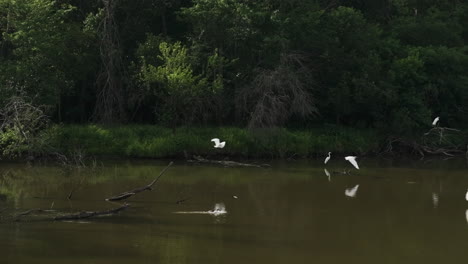 Startled-Great-Egrets,-majestically-flying-away-from-their-riparian-habitat