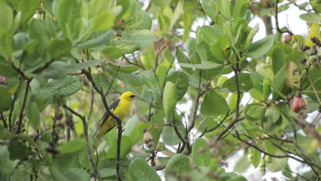 Pájaro-Oropéndola-Amarillo-En-Un-árbol