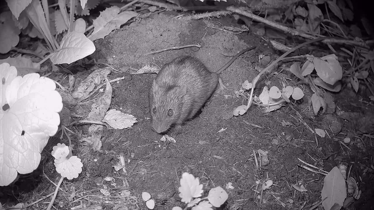 Striped field mouse (Apodemus agrarius) inspects the area around the entrance to its burrow. Estonia