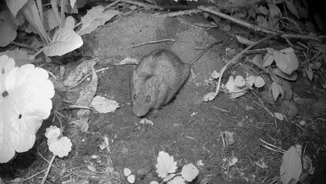 striped field mouse (apodemus agrarius) inspects the area around the entrance to its burrow. estonia