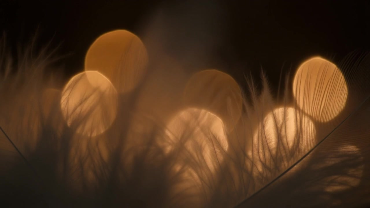 Soft White Feathers Illuminated by Warm Bokeh Lights