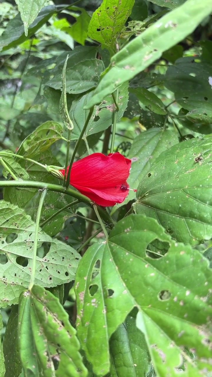 Piccolo fiore rosso che sboccia tra il fogliame verde nella natura