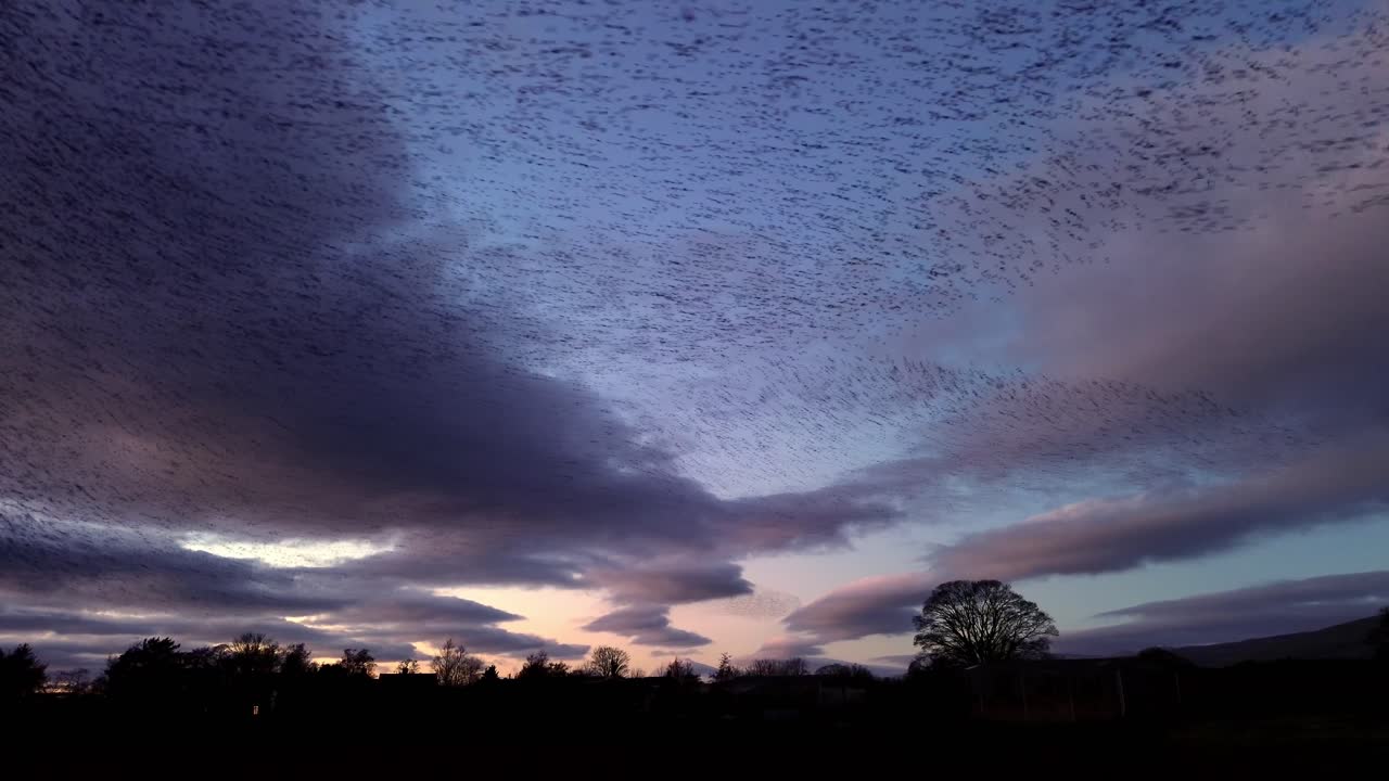 Tausende Stare, die in einem riesigen Schwarm vor dem Abendhimmel wirbeln.