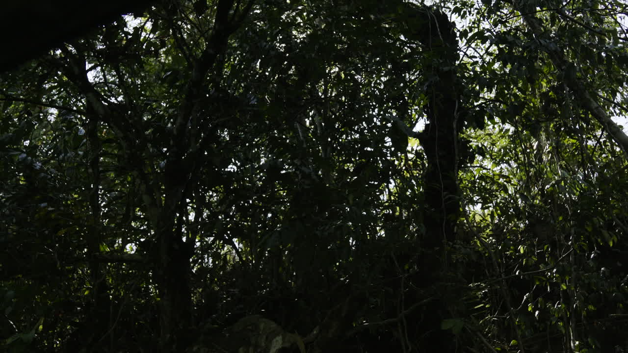 la luz del sol filtrándose a través de un denso dosel del bosque