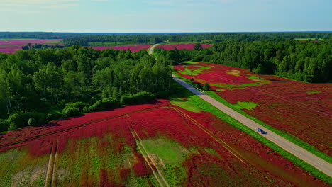 Drone-establishing-shot-of-agricultural-autumn-fields-with-a-road-car-driving-at-countryside-location,-daylight-skyline-background