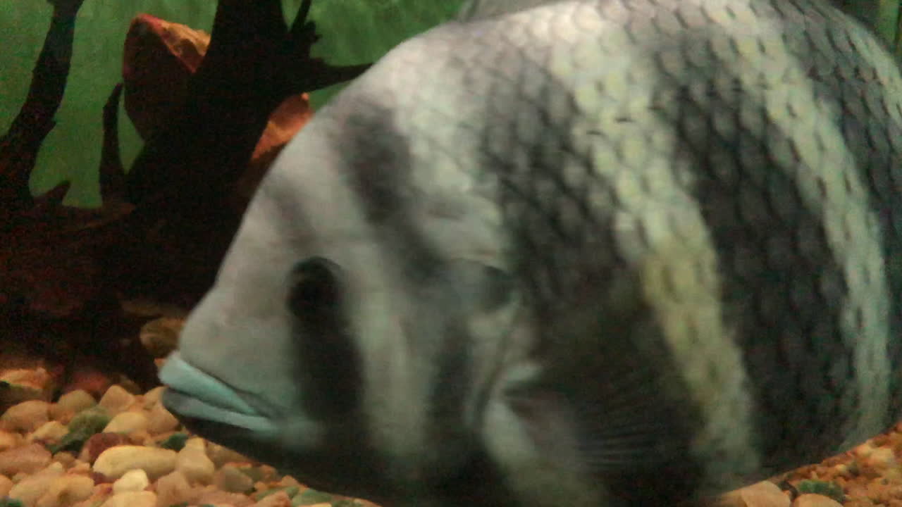 Striped fish swimming inside aquarium of fish market in Brazil