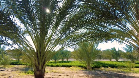 date palm plantation deglet nour with sun rays in the region of biskra algeria