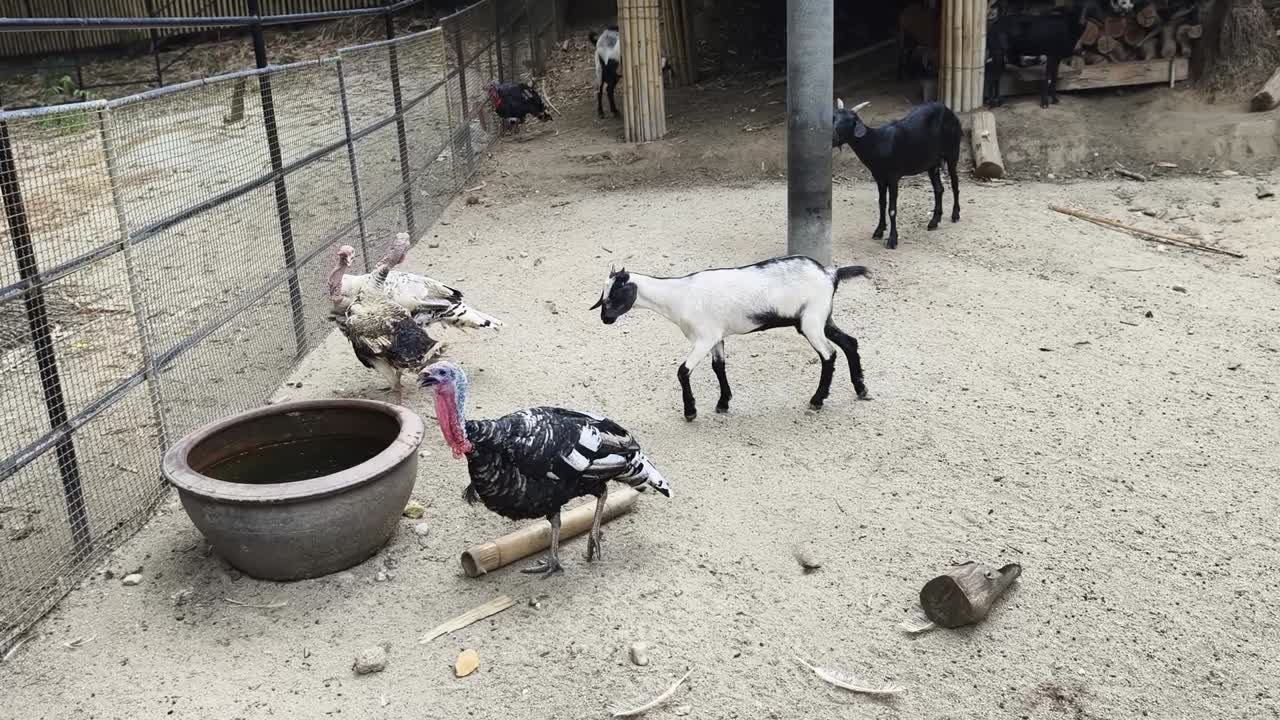 동물원 에 있는 염소와 칠면조